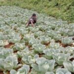 భారతదేశపు రైతులకు రెండు నూతన గ్రాంట్లను ప్రకటించిన వాల్మార్ట్ ఫౌండేషన్ WALLMART