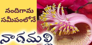 nagamalli