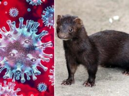mink